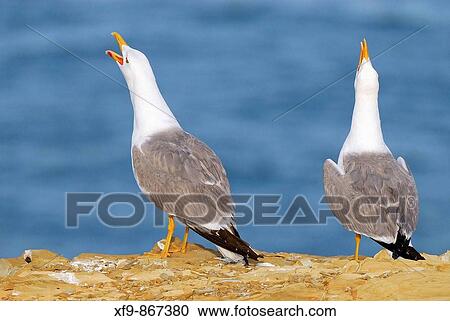 Gaviotas patiamarillas. (Larus cachinnans). Costa Vicentina. Portugal. View Large Photo Image Stock Image - Gaviotas patiamarillas. (Larus cachinnans). Costa Vicentina. Portugal.. Fotosearch