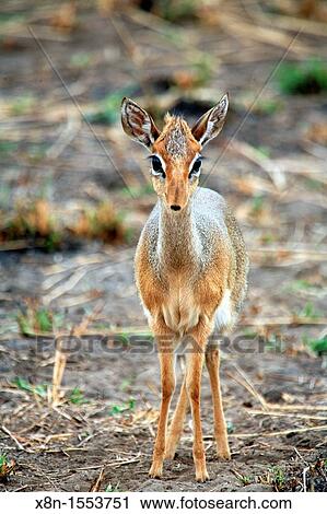 Gazelle, Tarangire National Park, Tanzania View Large Photo Image Stock Image - Gazelle, Tarangire National Park, Tanzania. Fotosearch