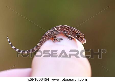 Gecko hatches from its egg View Large Photo Image Picture - Gecko hatches from its egg. Fotosearch