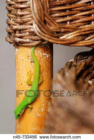 Gecko (Phelsuma madagascariensis) View Large Photo Image Stock Photograph - Gecko (Phelsuma madagascariensis). Fotosearch