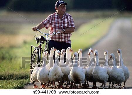 Geese and farmer returning home near Erlangen. Germany View Large Photo Image Stock Photo - Geese and farmer returning home near Erlangen. Germany. Fotosearch
