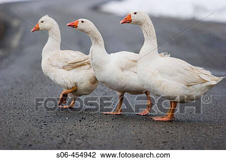 Geese crossing the road View Large Photo Image Stock Image - Geese crossing the road. Fotosearch