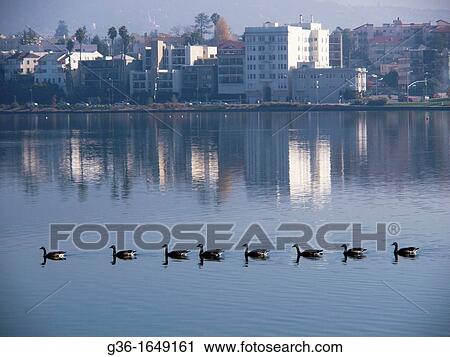 Geese swim in a straight line with a view of Oakland, California, Uniited States View Large Photo Image Stock Image - Geese swim in a straight line with a view of Oakland, California, Uniited States. Fotosearch
