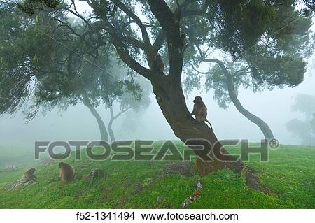 Picture - Gelada Baboon Theropithecus gelada, Simien Mountains National Park, Ethiopia, Africa.. Fotosearch
