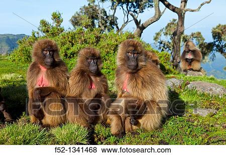 Stock Photo - Gelada Baboon Theropithecus gelada, Simien Mountains National Park, Ethiopia, Africa.. Fotosearch