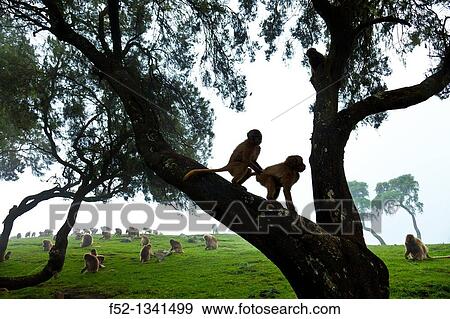 Gelada Baboon Theropithecus gelada, Simien Mountains National Park, Ethiopia, Africa. View Large Photo Image Stock Photo - Gelada Baboon Theropithecus gelada, Simien Mountains National Park, Ethiopia, Africa.. Fotosearch