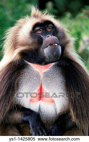 GELADA BABOON theropithecus gelada, PORTRAIT OF MALE View Large Photo Image Stock Photography - GELADA BABOON theropithecus gelada, PORTRAIT OF MALE. Fotosearch