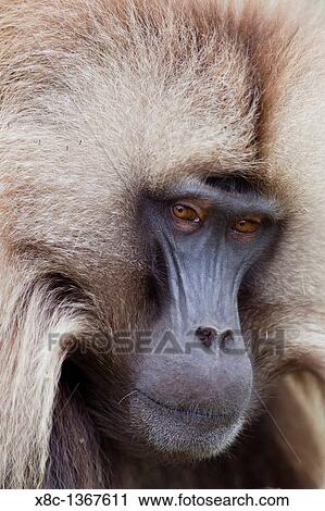 Stock Image - Gelada, Gelada Baboon or Ethiopian Lion Theropithecus gelada in the Simien Mountains National Park in Ethiopia Geladas are an endemic primate species living in Ethiopia. Fotosearch