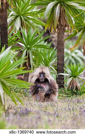 Stock Image - Gelada, Gelada Baboon or Ethiopian Lion Theropithecus gelada in the Simien Mountains National Park in Ethiopia Geladas are an endemic primate species living in Ethiopia. Fotosearch
