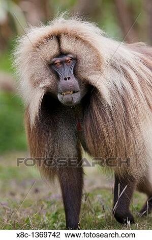 Gelada, Gelada Baboon or Ethiopian Lion Theropithecus gelada in the Simien Mountains National Park in Ethiopia Geladas are an endemic primate species living in Ethiopia View Large Photo Image Stock Image - Gelada, Gelada Baboon or Ethiopian Lion Theropithecus gelada in the Simien Mountains National Park in Ethiopia Geladas are an endemic primate species living in Ethiopia. Fotosearch