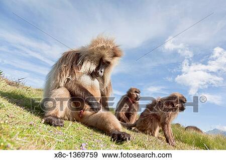 Stock Photo - Gelada, Gelada Baboon or Ethiopian Lion Theropithecus gelada in the Simien Mountains National Park in Ethiopia. Fotosearch