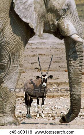Gemsbok (Oryx gazella) and African Elephant (Loxodonta africana); while the elephant bull occupies the waterhole, the gemsbok has to wait in the vicinity for its turn. Etosha National Park, Namibia. View Large Photo Image Stock Photo - Gemsbok (Oryx gazella) and African Elephant (Loxodonta africana); while the elephant bull occupies the waterhole, the gemsbok has to wait in the vicinity for its turn. Etosha National Park, Namibia.. Fotosearch