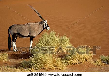 Gemsbok (Oryx gazella) eating some Nara bush (Acanthosicyos horrida) in the desert, Namib_Naukluft National Park, Namib desert, Namibia View Large Photo Image Stock Photo - Gemsbok (Oryx gazella) eating some Nara bush (Acanthosicyos horrida) in the desert, Namib_Naukluft National Park, Namib desert, Namibia. Fotosearch
