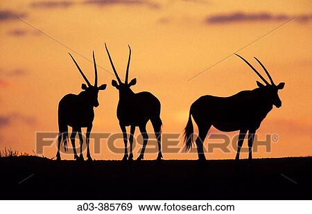 Gemsbok (Oryx gazella). Herd at sunset. Kgalagadi Transfrontier Park. Kalahari, South Africa View Large Photo Image Stock Photo - Gemsbok (Oryx gazella). Herd at sunset. Kgalagadi Transfrontier Park. Kalahari, South Africa. Fotosearch