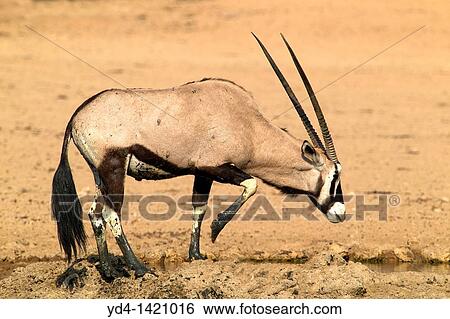 Gemsbok Oryx gazella, in the waterhole, Kgalagadi Transfrontier Park, Kalahari desert, South Africa View Large Photo Image Stock Photograph - Gemsbok Oryx gazella, in the waterhole, Kgalagadi Transfrontier Park, Kalahari desert, South Africa. Fotosearch