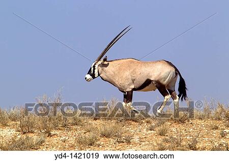 Gemsbok Oryx gazella, Kgalagadi Transfrontier Park, Kalahari desert, South Africa View Large Photo Image Stock Photo - Gemsbok Oryx gazella, Kgalagadi Transfrontier Park, Kalahari desert, South Africa. Fotosearch