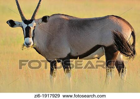 Gemsbok, Oryx Gazella, Kgalagadi Transfrontier Park, Northern Cape, South Africa View Large Photo Image Stock Photo - Gemsbok, Oryx Gazella, Kgalagadi Transfrontier Park, Northern Cape, South Africa. Fotosearch