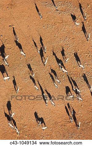 Gemsbok Oryx gazella - On a sandy plain at the edge of the Namib Desert Aerial view from a hot-air balloon NamibRand Nature Reserve, Namibia View Large Photo Image Picture - Gemsbok Oryx gazella - On a sandy plain at the edge of the Namib Desert Aerial view from a hot-air balloon NamibRand Nature Reserve, Namibia. Fotosearch