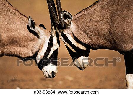 Gemsbok (Oryx gazella). Kalahari-Gemsbok National Park, South Africa View Large Photo Image Picture - Gemsbok (Oryx gazella). Kalahari-Gemsbok National Park, South Africa. Fotosearch
