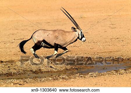 Gemsbok (Oryx gazella), running, Kgalagadi Transfrontier Park, Kalahari desert, South Africa. View Large Photo Image Stock Image - Gemsbok (Oryx gazella), running, Kgalagadi Transfrontier Park, Kalahari desert, South Africa.. Fotosearch