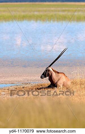 Gemsbok Oryx gazella, seating in the plain, Etosha national Park, Namibia View Large Photo Image Stock Photo - Gemsbok Oryx gazella, seating in the plain, Etosha national Park, Namibia. Fotosearch