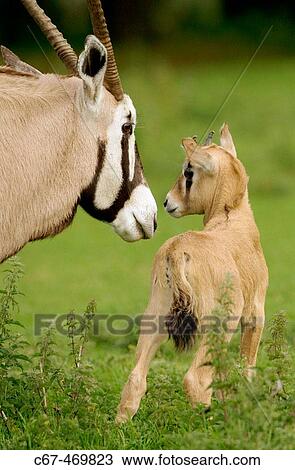 Gemsbok (Oryx gazella). View Large Photo Image Stock Image - Gemsbok (Oryx gazella).. Fotosearch