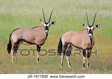 Stock Image - Gemsboks, Oryx Gazella, Kgalagadi Transfrontier Park, Northern Cape, South Africa. Fotosearch