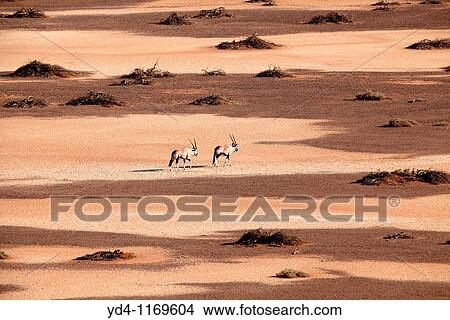 Gemsboks Oryx gazella, walking through the Hidden Vlei, Namib-Naukluft National Park, Namib desert, Namibia View Large Photo Image Picture - Gemsboks Oryx gazella, walking through the Hidden Vlei, Namib-Naukluft National Park, Namib desert, Namibia. Fotosearch