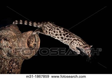 Genet, Genetta sp, leaping, Avila, Spain, Europe View Large Photo Image Stock Photo - Genet, Genetta sp, leaping, Avila, Spain, Europe. Fotosearch