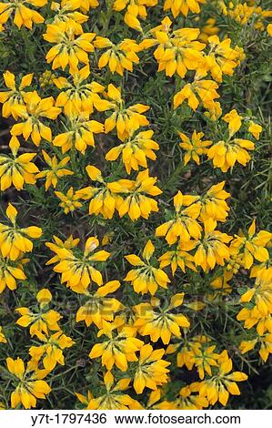 Stock Photograph - Genista hispanica - Spanish gorse. Photographed in garden, UK.. Fotosearch