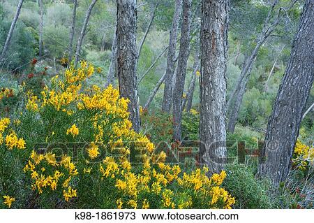 Genista lucida, pine forest of Puig de Cura Migjorn Mallorca Balearic Islands Spain View Large Photo Image Stock Image - Genista lucida, pine forest of Puig de Cura Migjorn Mallorca Balearic Islands Spain. Fotosearch