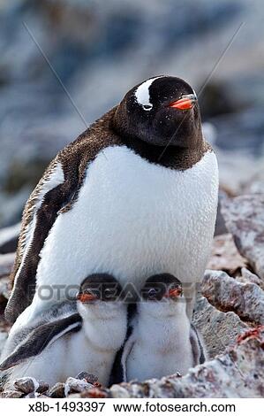 Gentoo penguin Pygoscelis papua adult with chicks at breeding colony on Booth Island, Antarctica, Southern Ocean View Large Photo Image Stock Photo - Gentoo penguin Pygoscelis papua adult with chicks at breeding colony on Booth Island, Antarctica, Southern Ocean. Fotosearch