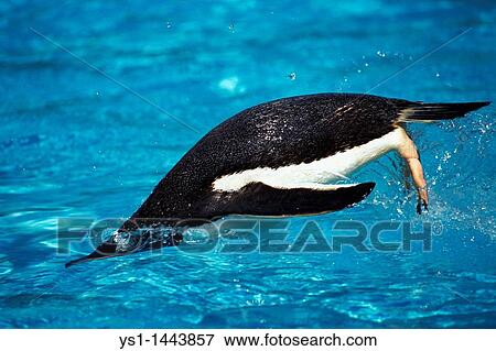 Stock Photo - GENTOO PENGUIN pygoscelis papua, ADULT SWIMMING. Fotosearch