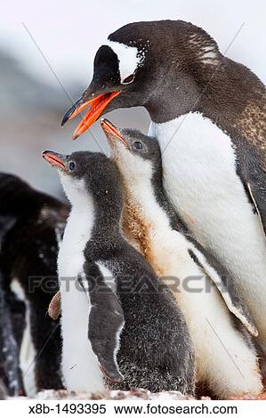 Gentoo penguin Pygoscelis papua adult with chicks at breeding colony on Booth Island, Antarctica, Southern Ocean View Large Photo Image Stock Photography - Gentoo penguin Pygoscelis papua adult with chicks at breeding colony on Booth Island, Antarctica, Southern Ocean. Fotosearch