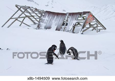 Gentoo penguin Pygoscelis papua hauled out in Port Foster, inside the caldera at Deception Island, Antarctica, Southern Ocean View Large Photo Image Stock Photo - Gentoo penguin Pygoscelis papua hauled out in Port Foster, inside the caldera at Deception Island, Antarctica, Southern Ocean. Fotosearch
