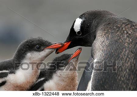 Gentoo penguin Pygoscelis papua parent feeding two downy chicks in the Aitcho Island Group near the Antarctic Peninsula View Large Photo Image Stock Photo - Gentoo penguin Pygoscelis papua parent feeding two downy chicks in the Aitcho Island Group near the Antarctic Peninsula. Fotosearch