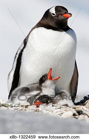 Gentoo penguin Pygoscelis papua parent with two downy chicks on Pleneau Island, near the Antarctic Peninsula View Large Photo Image Stock Photo - Gentoo penguin Pygoscelis papua parent with two downy chicks on Pleneau Island, near the Antarctic Peninsula. Fotosearch
