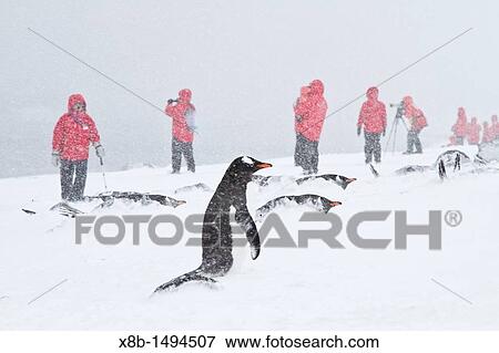 Gentoo penguin Pygoscelis papua with Lindblad guests at nesting colony almost buried by snow during snow storm at Brown Bluff on the Antarctic Peninsula, Antarctica, Southern Ocean View Large Photo Image Stock Photo - Gentoo penguin Pygoscelis papua with Lindblad guests at nesting colony almost buried by snow during snow storm at Brown Bluff on the Antarctic Peninsula, Antarctica, Southern Ocean. Fotosearch