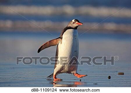 Gentoo Penguin(Pygoscelis papua papua). Sealion Island, Falkland Islands View Large Photo Image Picture - Gentoo Penguin(Pygoscelis papua papua). Sealion Island, Falkland Islands. Fotosearch