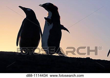 Gentoo Penguin(Pygoscelis papua papua). Sealion Island, Falkland Islands View Large Photo Image Picture - Gentoo Penguin(Pygoscelis papua papua). Sealion Island, Falkland Islands. Fotosearch