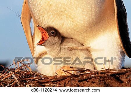 Gentoo Penguin(Pygoscelis papua papua). Sealion Island, Falkland Islands View Large Photo Image Picture - Gentoo Penguin(Pygoscelis papua papua). Sealion Island, Falkland Islands. Fotosearch