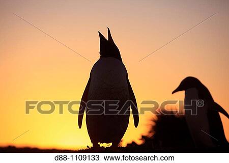 Gentoo Penguin(Pygoscelis papua papua). Sealion Island, Falkland Islands View Large Photo Image Stock Image - Gentoo Penguin(Pygoscelis papua papua). Sealion Island, Falkland Islands. Fotosearch