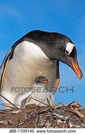 Gentoo Penguin(Pygoscelis papua papua). Sealion Island, Falkland Islands View Large Photo Image Stock Image - Gentoo Penguin(Pygoscelis papua papua). Sealion Island, Falkland Islands. Fotosearch