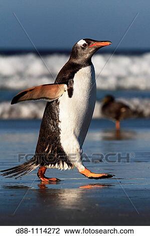 Gentoo Penguin(Pygoscelis papua papua). Sealion Island, Falkland Islands View Large Photo Image Stock Image - Gentoo Penguin(Pygoscelis papua papua). Sealion Island, Falkland Islands. Fotosearch