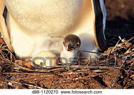 Gentoo Penguin(Pygoscelis papua papua). Sealion Island, Falkland Islands View Large Photo Image Stock Image - Gentoo Penguin(Pygoscelis papua papua). Sealion Island, Falkland Islands. Fotosearch