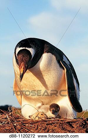Gentoo Penguin(Pygoscelis papua papua). Sealion Island, Falkland Islands View Large Photo Image Stock Image - Gentoo Penguin(Pygoscelis papua papua). Sealion Island, Falkland Islands. Fotosearch