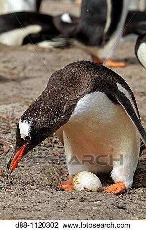 Gentoo Penguin(Pygoscelis papua papua), Saunders Island, Falkland Islands, UK View Large Photo Image Stock Image - Gentoo Penguin(Pygoscelis papua papua), Saunders Island, Falkland Islands, UK. Fotosearch