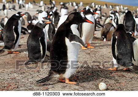 Gentoo Penguin(Pygoscelis papua papua), Saunders Island, Falkland Islands, UK View Large Photo Image Stock Image - Gentoo Penguin(Pygoscelis papua papua), Saunders Island, Falkland Islands, UK. Fotosearch