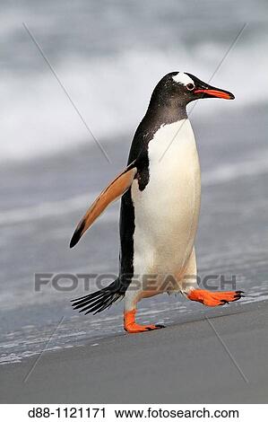 Gentoo Penguin(Pygoscelis papua papua), Saunders Island, Falkland Islands, UK View Large Photo Image Stock Image - Gentoo Penguin(Pygoscelis papua papua), Saunders Island, Falkland Islands, UK. Fotosearch
