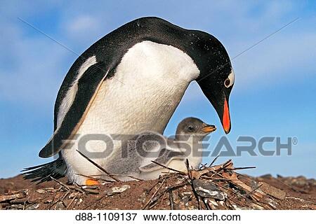 Gentoo Penguin(Pygoscelis papua papua). Sealion Island, Falkland Islands View Large Photo Image Stock Photo - Gentoo Penguin(Pygoscelis papua papua). Sealion Island, Falkland Islands. Fotosearch